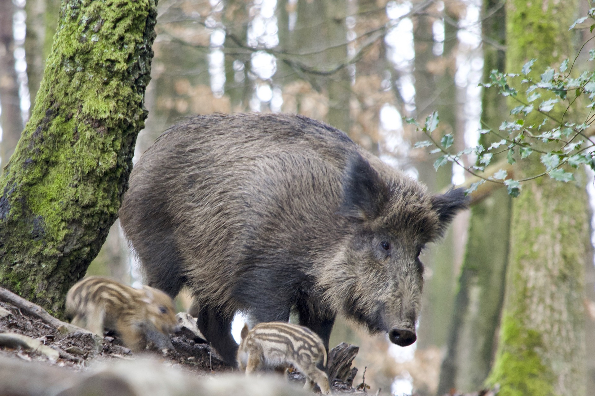 KOMUNIKAT POWIATOWEGO LEKARZA WETERYNARII